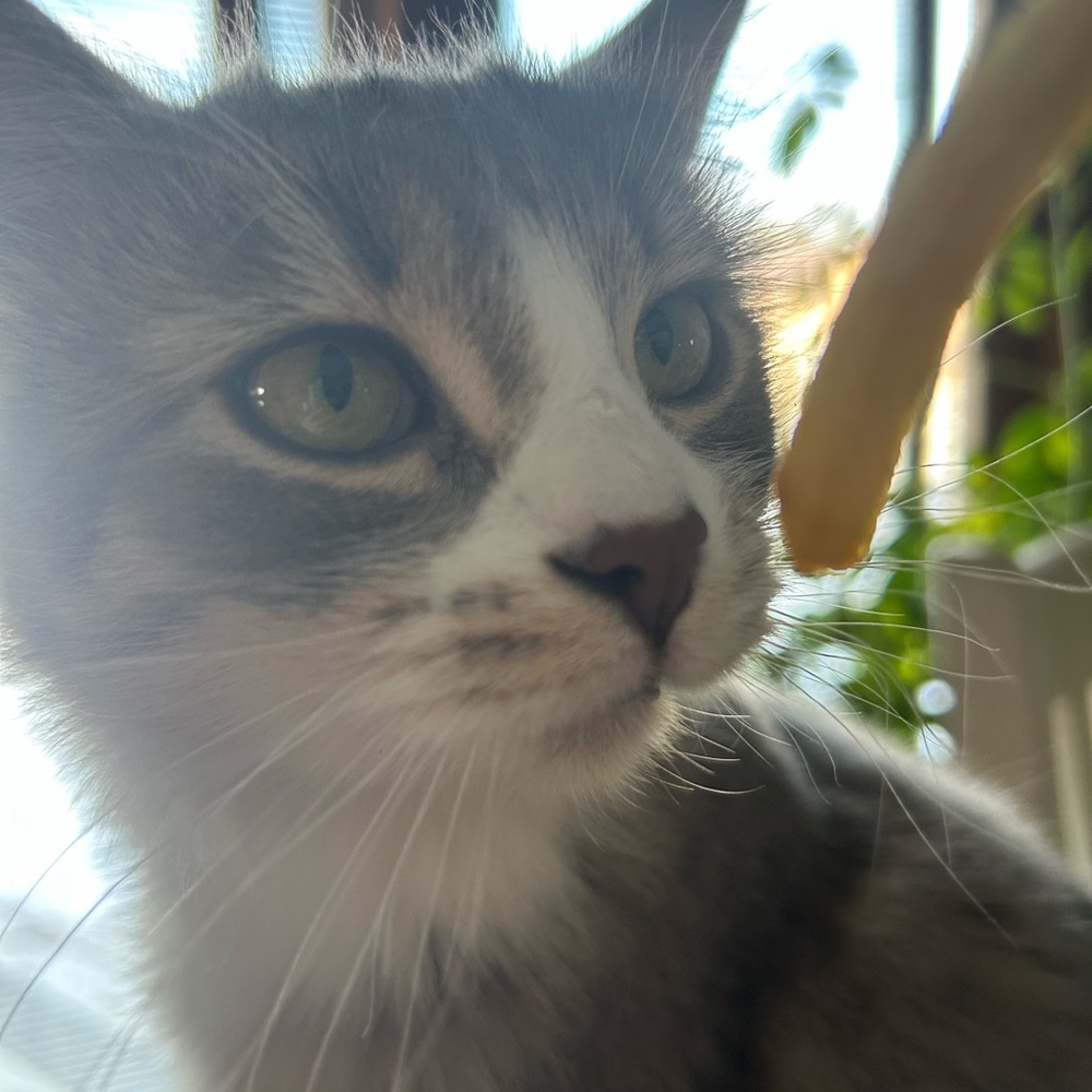 Meet your Posher, Destiny